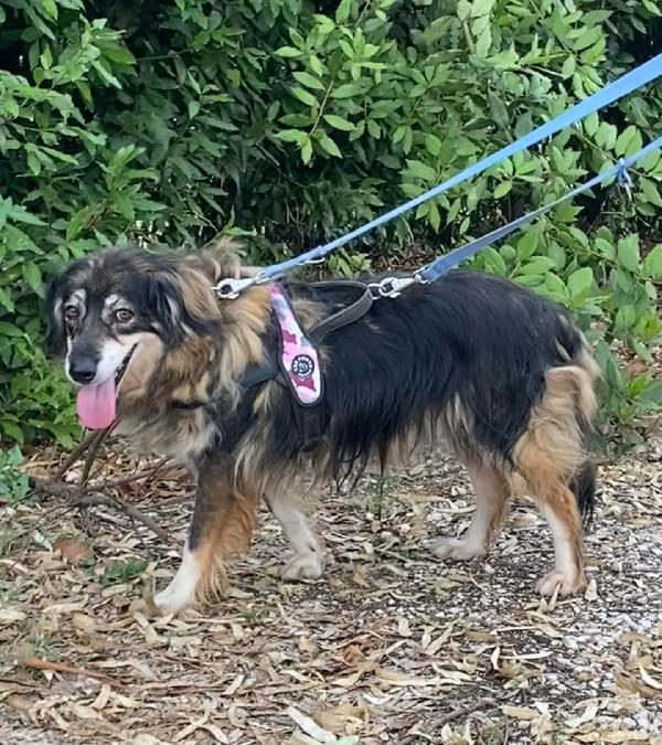 SALLY dolce cagnolina taglia media cerca adozione a Latina Foto 6